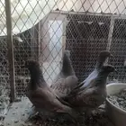 جوز اوبل مع انتاجه شبب
