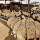 خرفان نعيمي مع الذبح والتقطيع والتوصيل للمنزل