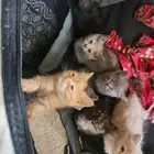قطط سكوتش مهجن للتبني