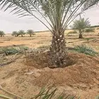 نقايل للبيع بجميع انواعها