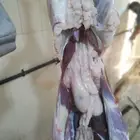حلال الديرة لبيع الذبايح مع خدمة الذبح والتوصيل حسب طلب العم