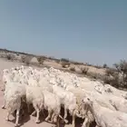 غنم حريه حرش