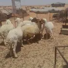 مضاريع العدد 5