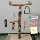 استاندببغاء خشب طبيعي 100 100مميزه ونادره