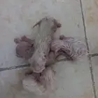 مالهم الا ثلاث دقايق يصيحون امهم عيت ترضعهم ت
