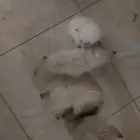 قطط للبيع صحتها ممتازه