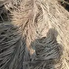 سعف نخل