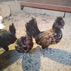 دجاج قزم (حباحب)