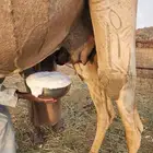 خلفه للبيع