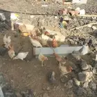 دجاج بلدي بياض للبيع