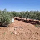 اشجار زيتون مثمر