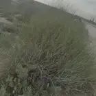 مرخ للمندي