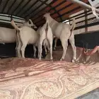 نقل وتوصيل حلال لجميع مناطق المملكة