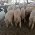ذبايح حري وتيوس عوارض وجنوبيه وسواكن مع امكانيه الذبح وتوصيل