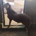 طلي سواكني خصم فل الفل شحم ولحم