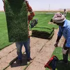 ثيل نجيله طبيعي نخب أول خبره اكثر من عشرون عاما