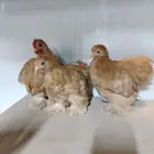 دجاج