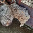 غنم للبيع من سوق الغنم الرياض بالتوصيل