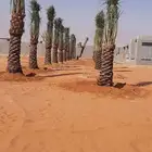 نخل للبيع معاتوصيل خلاص صقعي برحي سكري مجدول واشنطني
