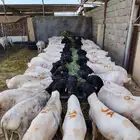 اجود انواع البرابر والتيوس جمله وتفريد