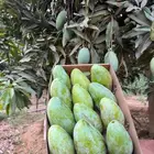 منجه بلدي