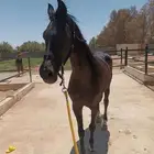 القريات باير