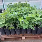 احتاج مشتل ثقة وصادقين يبيع شتلات نفس النطلوب