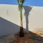 نخل واشنطنيا زينه للبيع