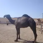 قعود أصفر رباع كفو