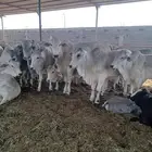 عجول مستوره برازيلي كولمبي بربري للبيع