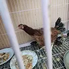 ديك مع دجاجه باكستانيه معها 6 فراريج