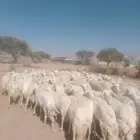 غنم حريه حرش مراح وحد قطعه وحده العداد 92