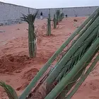 قشع وغرس النخيل