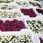 ورد صغير. وتنسيق الحدائق الصيانه