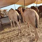 قعدان حاشي صومالي لحم مضمون 100