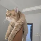 قطط سكوتش