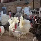 دجاج رومي بياض