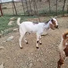 تيس مشروع فحل بيشي
