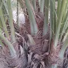 فسايل نخيل للبيع صقعي وسكري وخلاص وأنواع اخرا
