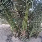 مقول نخل وشبوك مزارعه وتنفيذ مستودعات