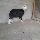 مشروع فحل نجدي صنف العمر قريب خمس شهور طول وارتفاع وشعره