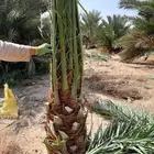 نخل عربي