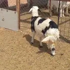 رخل طيبه شحم