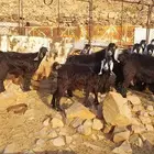معزا عوارض للبيع