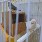 طيور زوج زيبرا هولندي