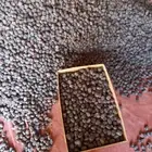 تمر عجوه شرط طبيعي عضوي مايعرف غير الماء شي