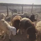 ذبايح