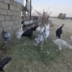 دجاج رومي للبيع ببيشة