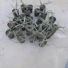 مجانا شتلات صبار الوفيرا وعصاريات منوعة مجانا