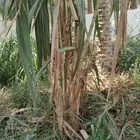 للبيع قصب سكر